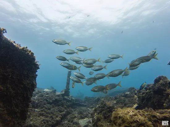 Deep Blue Azores Diving Center