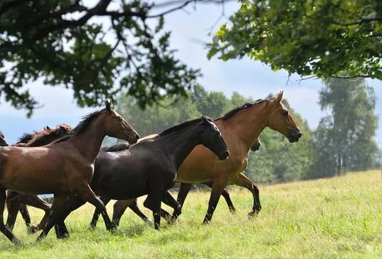 Stable Gostar
