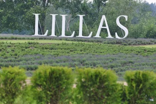 Lillas Lavender