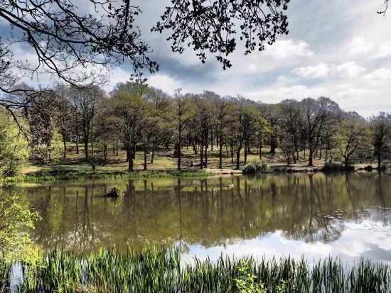 Thorndon Country Park
