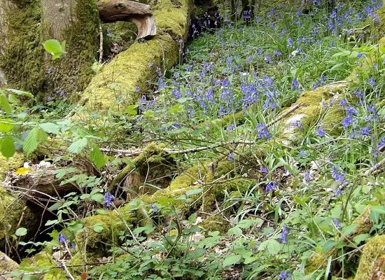 Lower Woods Nature Reserve