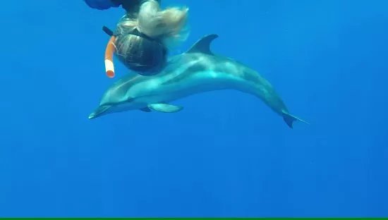 Nager avec les Dauphins