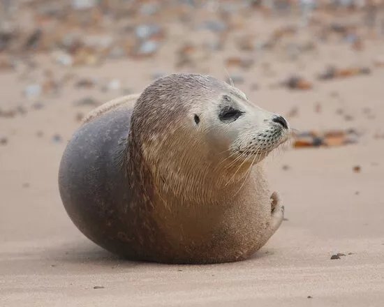 Bishops Boats Seal Trips