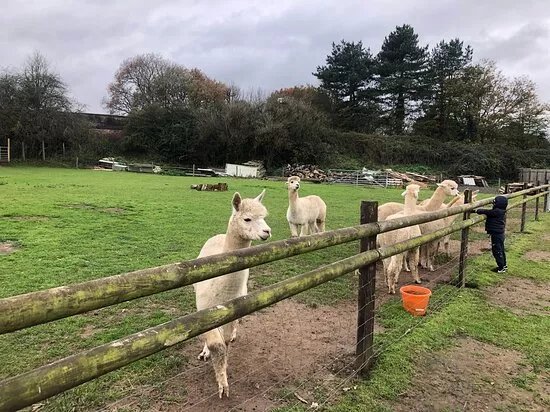 Hope Farm Alpaca Rescue