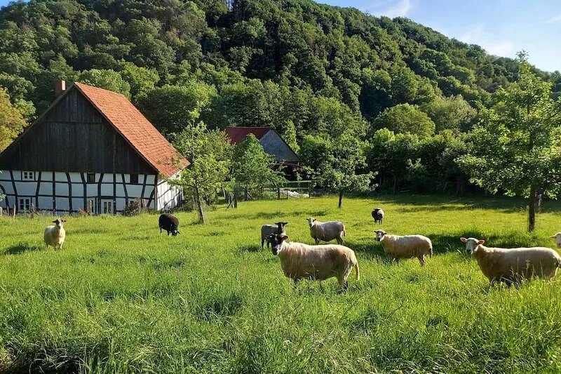 Quiet and idyllic half-timbered holiday home in the middle of nature