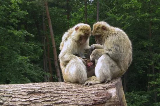 Wildpark Bad Mergentheim
