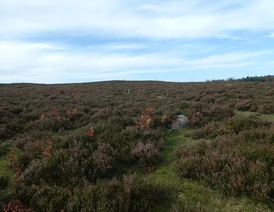 Mastocka Ljunghed Naturreservat