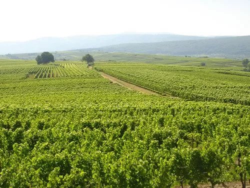 Domaine Roland Schmitt