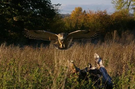 The Barn Owl Centre