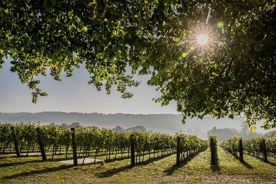 Hambledon Vineyard
