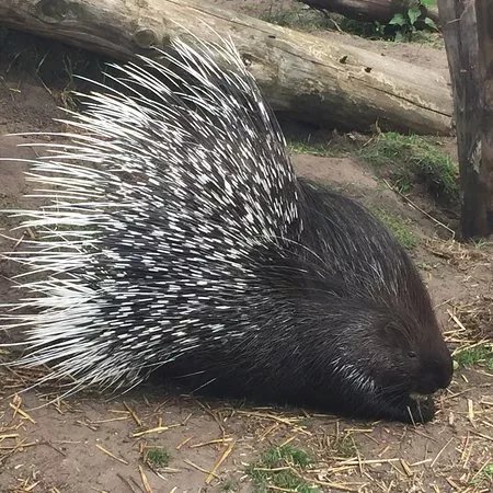 Messingham Zoo