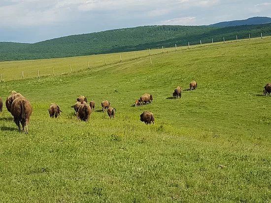 Ferma de Bizoni - Bison Farm