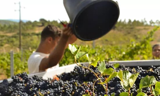 Quinta Vale Do Armo