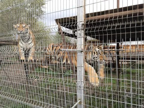 Mini Zoo