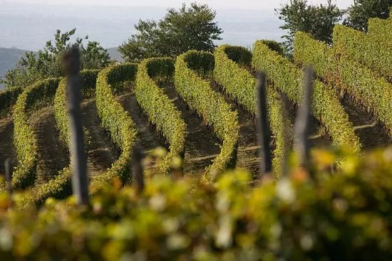 Eraldo Revelli Azienda Agricola