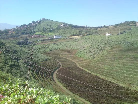 Bodega Hoyos de Bandama