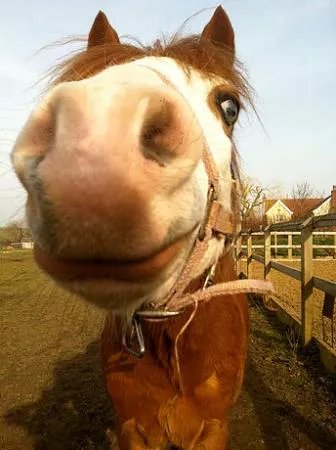 Saxtead Bottom Riding Stables