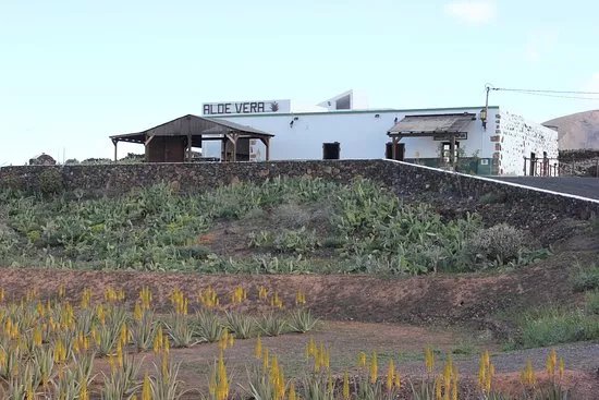 Finca Canarias Aloe Vera