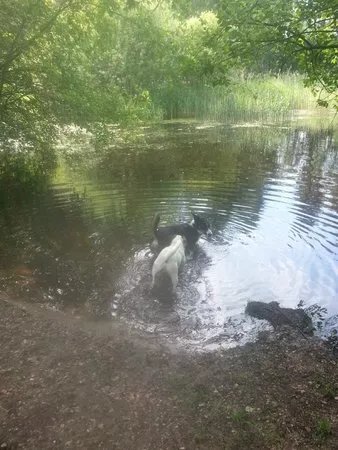 The Kings Forest