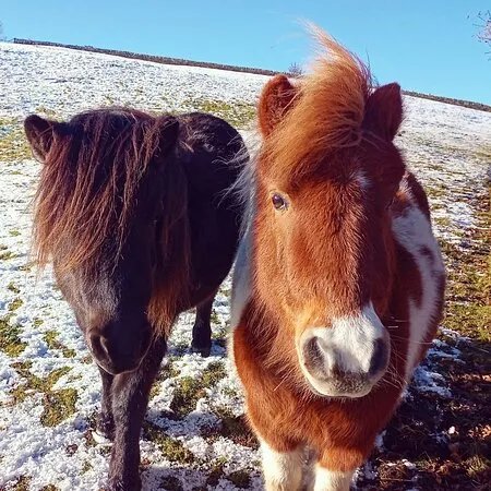 West Yorkshire Alpacas And Ponies