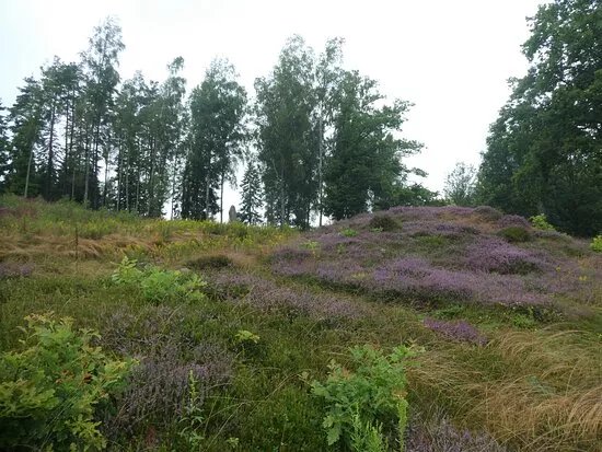 Vrangstad Gravfalt