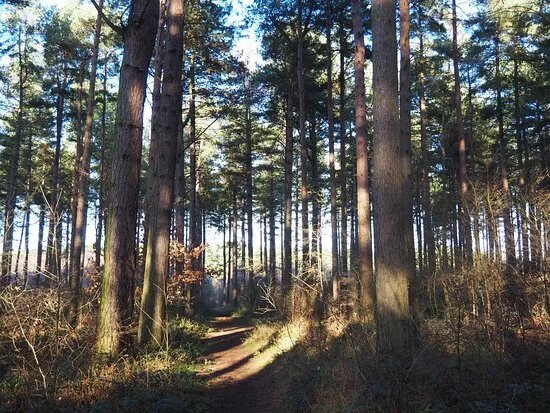 Tuetoes Wood, Laughton Forest