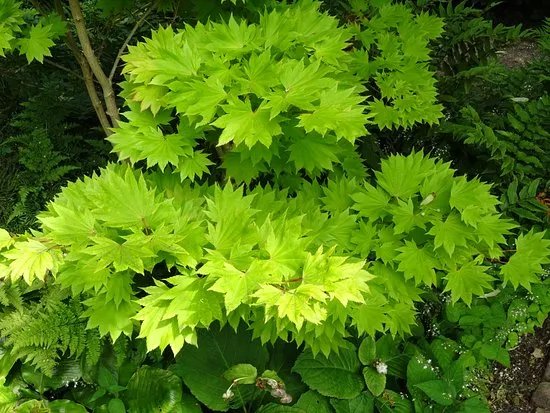 Rosenhaege Living Gardens