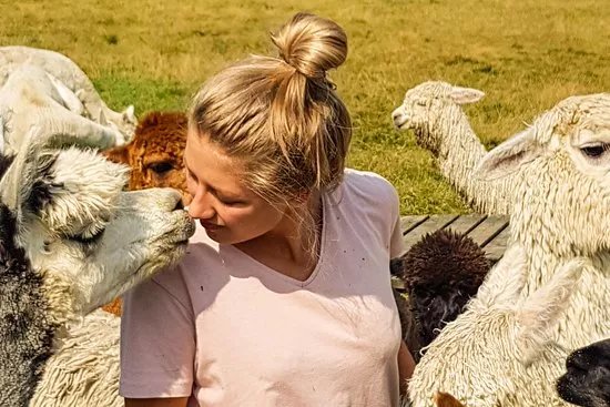 Brackenfield Alpacas