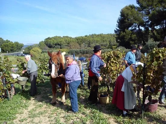 Bandol and Riviera Wine Tours