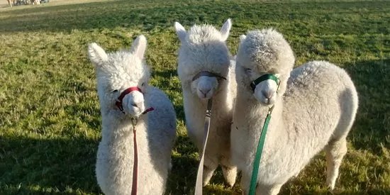 BobCat Alpacas