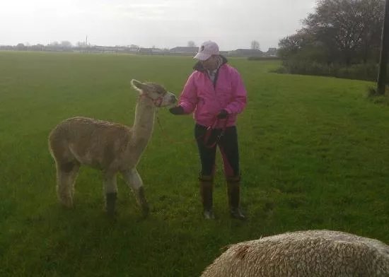 Alpaca Annie