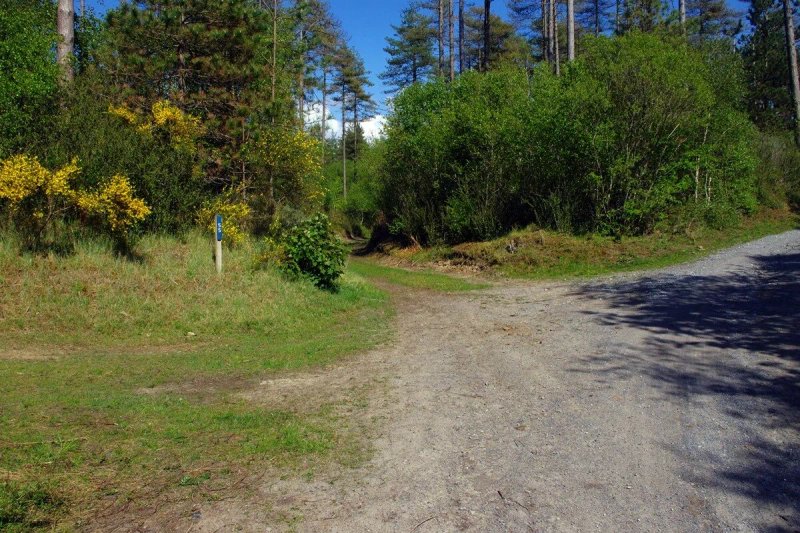 Pembrey Forest