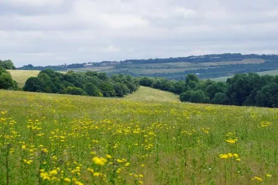 Ranscombe Farm Reserve