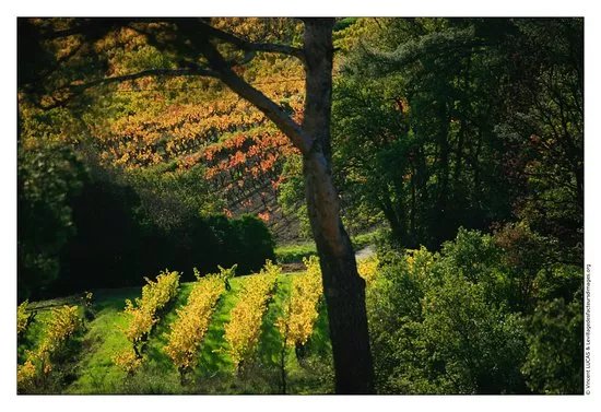 Toutrouge Wine Tours in Provence