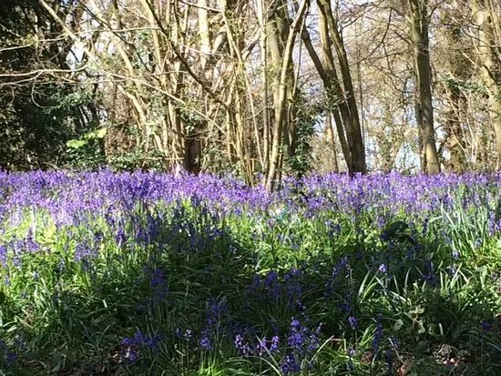 Littleheath Woods