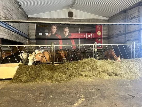 Efstidalur Horse Rental