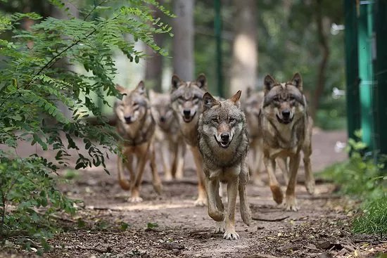 Wolfcenter Dorverden