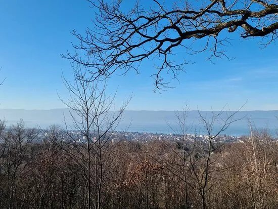 Foret Communale De Thonon