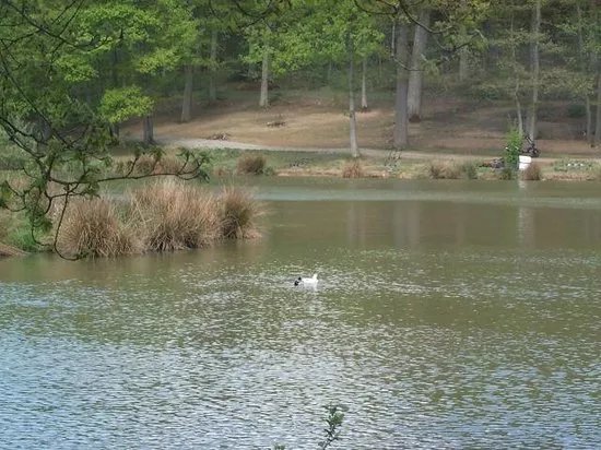 Etang d'Harchelles