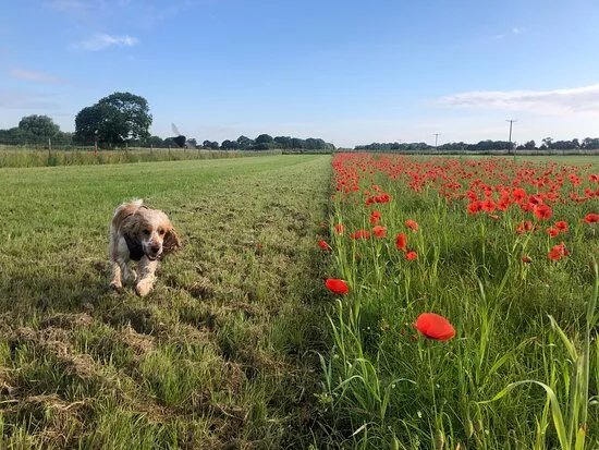 Pooch's Paddock