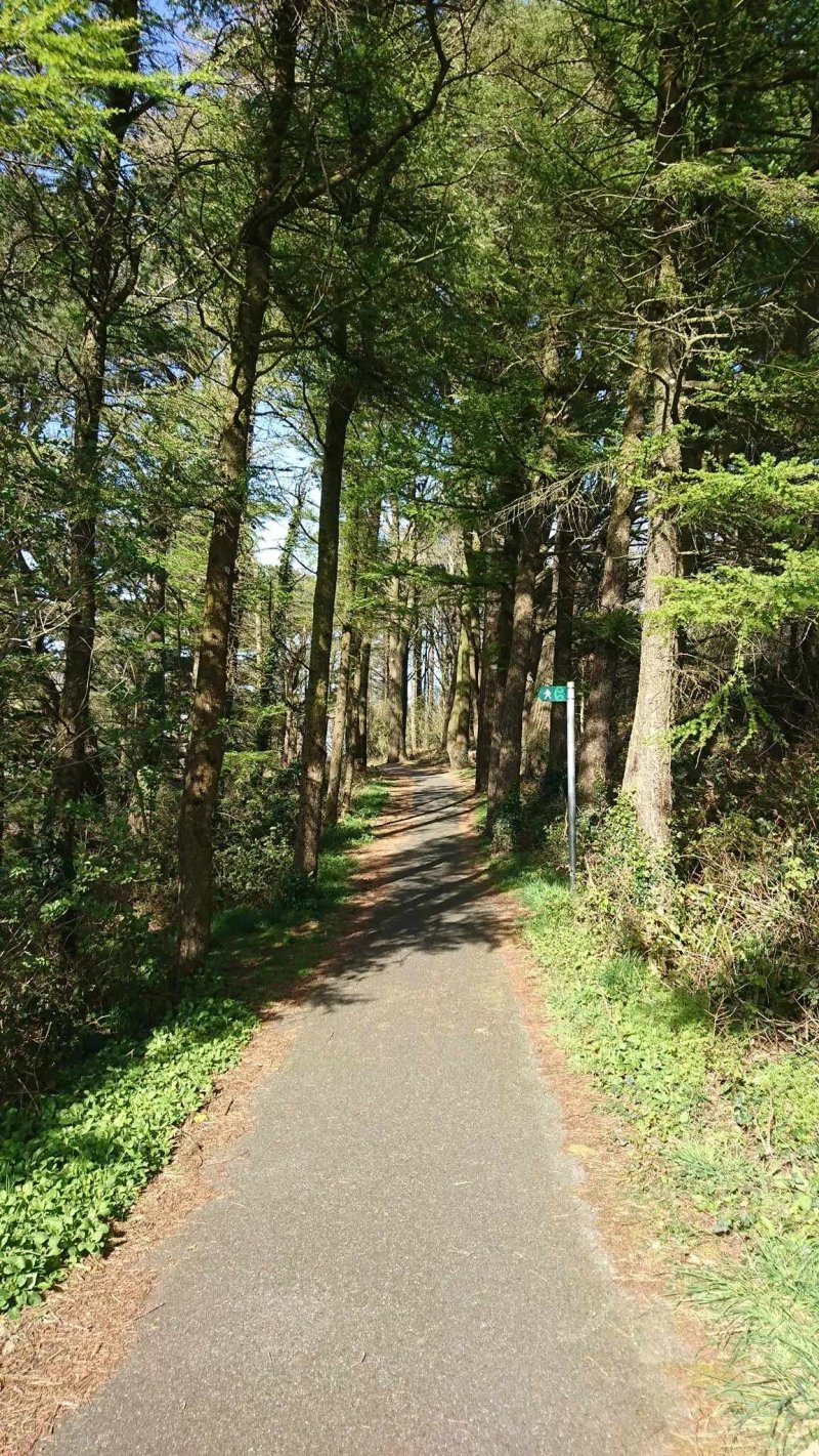 Fishguard By-pass Woodland