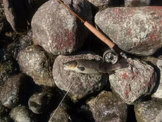 Riserva di Pesca Turistica del Torrente Forzo