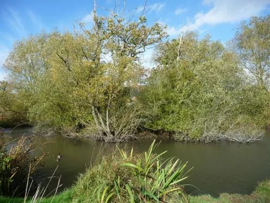 Island Pond Wood
