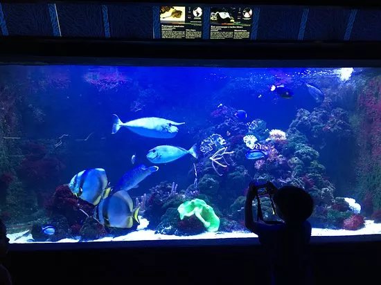 Aquarium Tropical de la Porte Doree