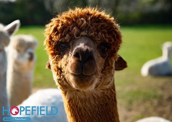 Hopefield Animal Sanctuary & Visitor Centre