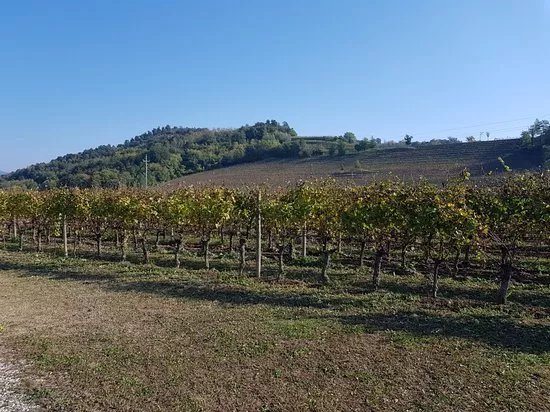 Truss Vinothek Di Silvio Jermann
