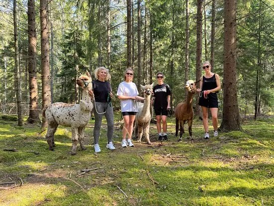 Far from standard alpaca