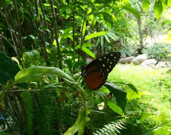 Le Tropique du Papillon