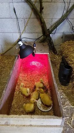 Little Owl Farm