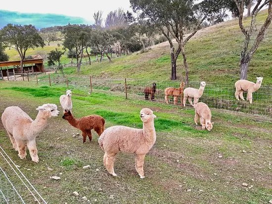 Mama-Adama Alpaca's Farm